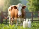 die-cash-cow-strategie-die-erfolgreiche-nutzung-ihrer-gewinngeneratoren